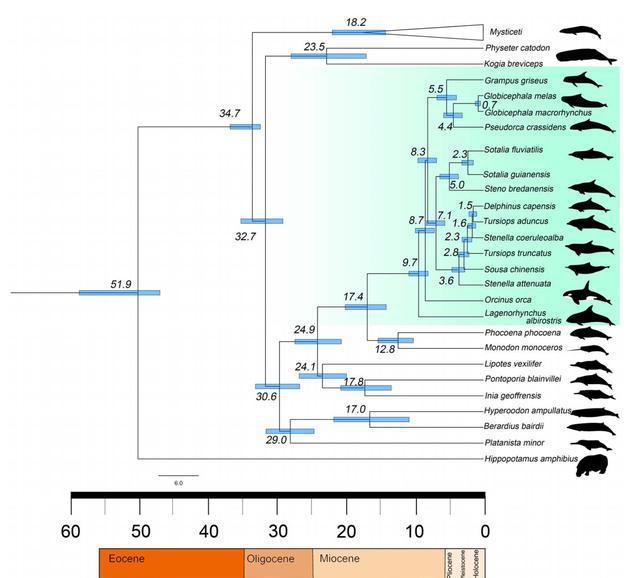 海兽之王利维坦鲸