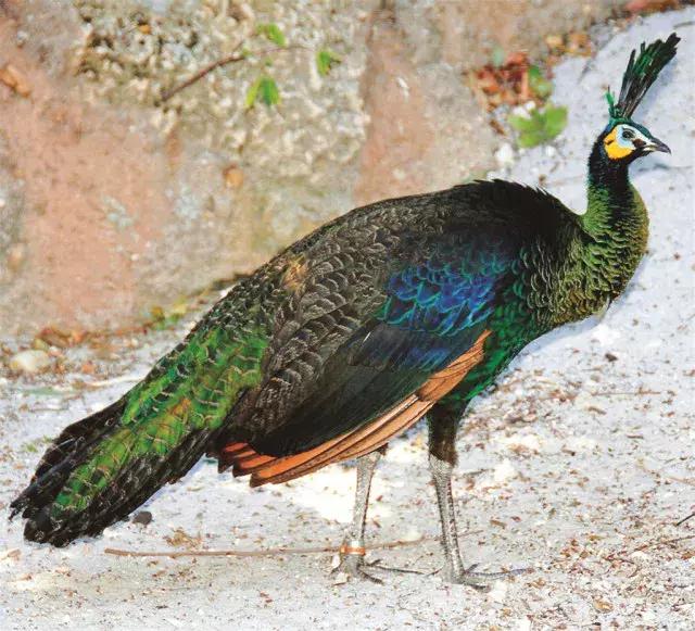 你知道绿孔雀吗这个我国唯一的野生纯种孔雀目前数量不足500只