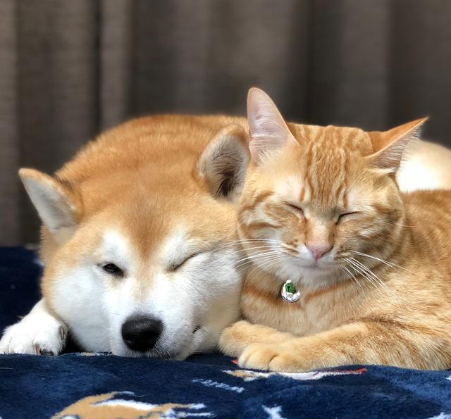 柴犬痛失猫咪好友主人带回新小猫陪它重新开心生活