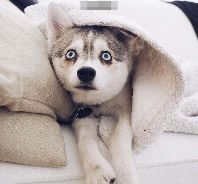 这只哈士奇怎么永远保持着惊吓模样啊