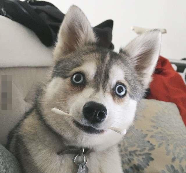 这只哈士奇怎么永远保持着惊吓模样啊