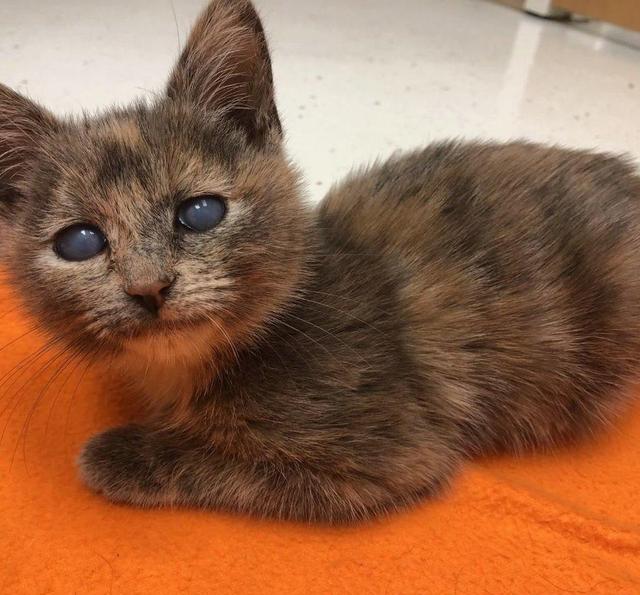 眼睛是雾霾蓝的玳瑁猫,惨遭遗弃,而现在却