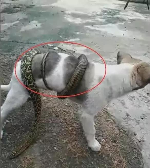 狗狗:主人你让蛇缠着我逗乐玩,你是高兴了,你知道我很疼吗?