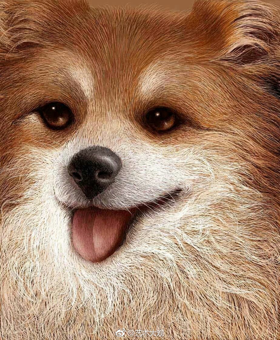 精美动物肖像画安云插画作品集