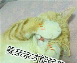 猫咪撒娇表情包没有男朋友的就不要点进来了