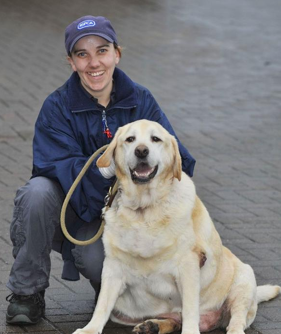 拉布拉多71公斤狗狗长太胖小心被告上法庭