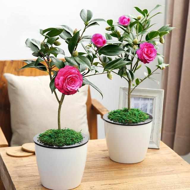 这些盆的栽也太好养了吧|盆栽|花卉|观音莲_新浪新闻