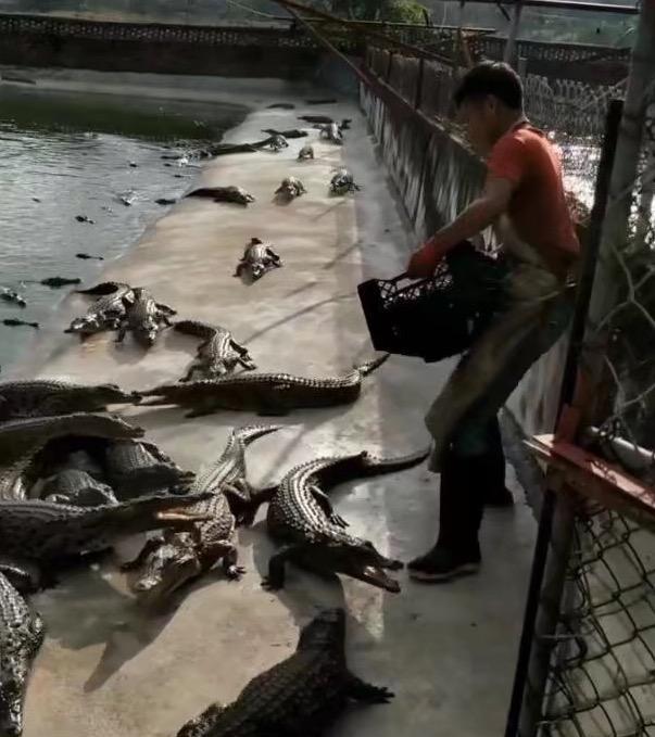 男子养鳄鱼年收入上千万,看到饲养过程后才知道这工作太危险了