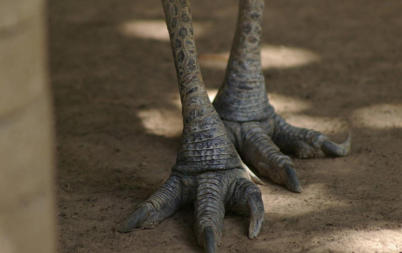 世界第三鸟身高1.7米比人还大, 爪子如同匕首能挖内脏, 腿功厉害