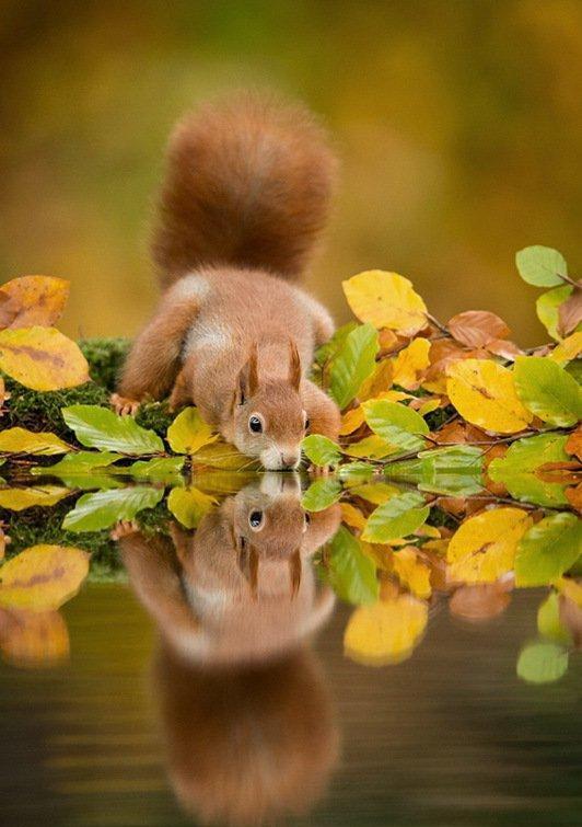 一组松鼠和刺猬迷人萌呆的瞬间照