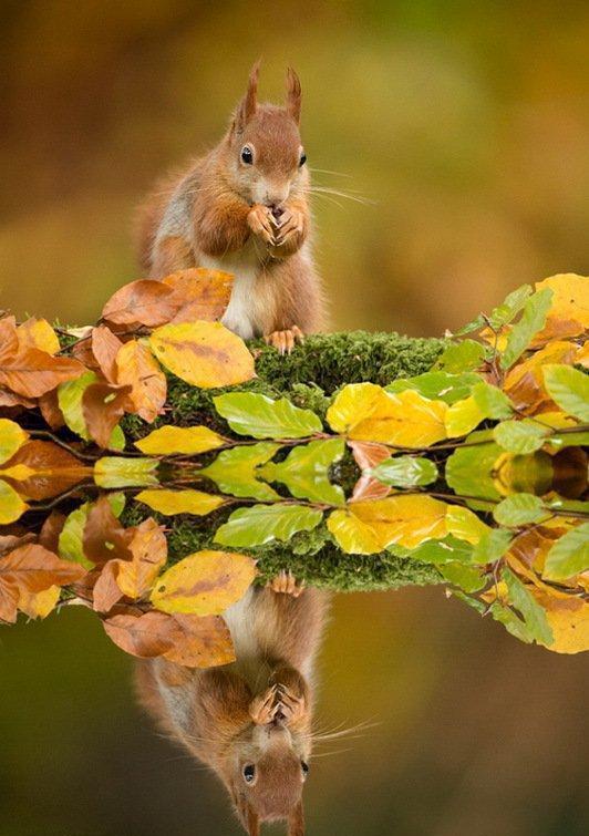一组松鼠和刺猬迷人萌呆的瞬间照