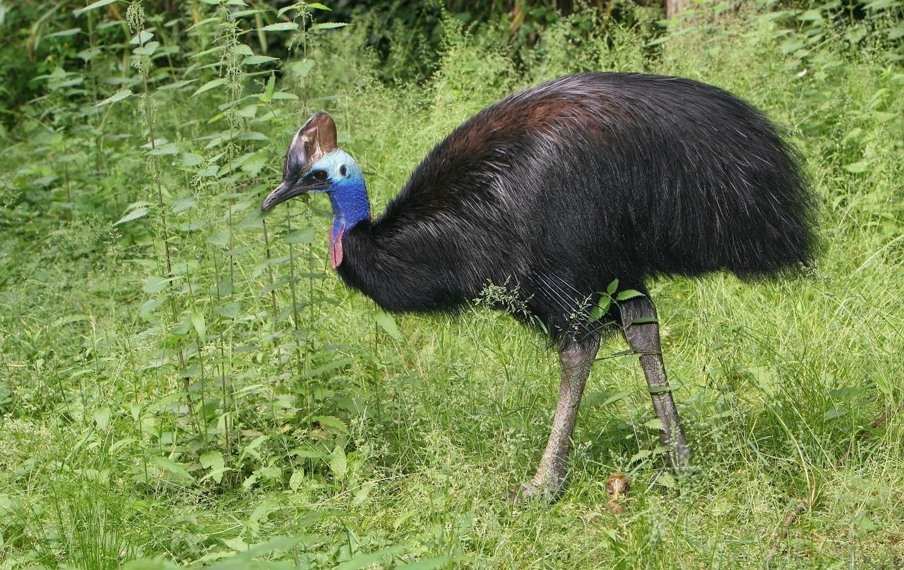 鹤鸵,又叫做食火鸟.