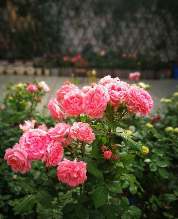 月季"喝"点醋,开花爆盆,花期长,根系壮!