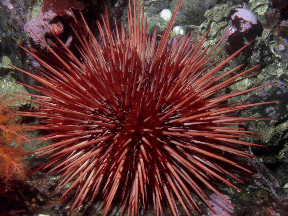红海胆又名巨紫球海胆,只能在太平洋中发现它们的踪影,红海胆极为罕见