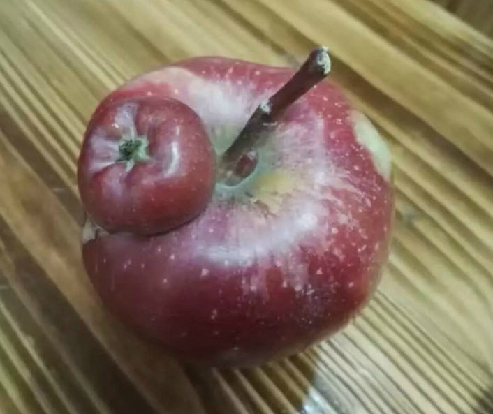 世上最奇葩的苹果,图2诡异,图3天生的,最后一款高达8米