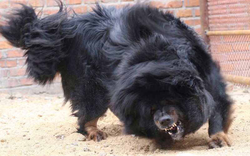 雪豹如果下山捕食,需要多少只藏獒才能拦住它?