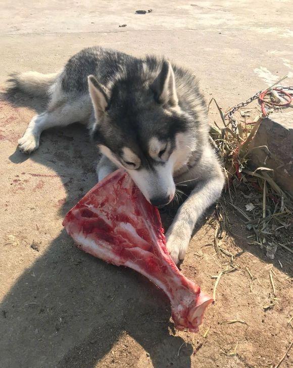 出差把二哈交给父亲,中途看到它吃的东西后,网友立马请假赶回家|狗粮