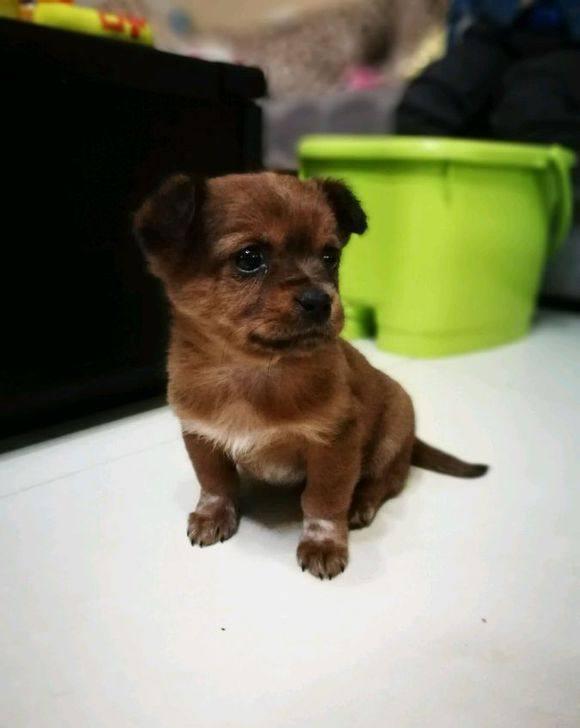 媳妇每天嚷嚷着要养只狗狗,抱回家一只小土狗她还一脸不乐意