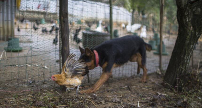 平时乖巧的狗狗突然咬死鸡朋友用这样的方式惩罚