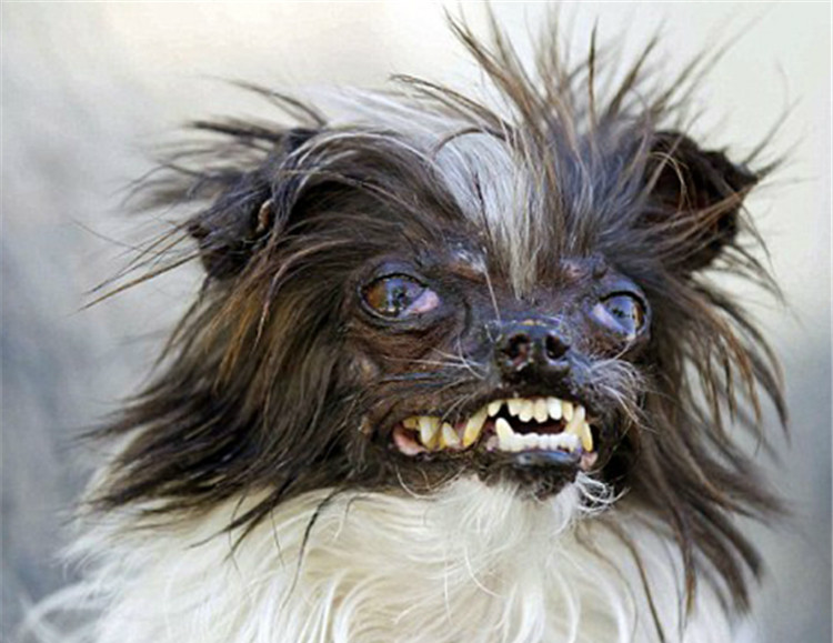 世界上最吓人的狗图片图片