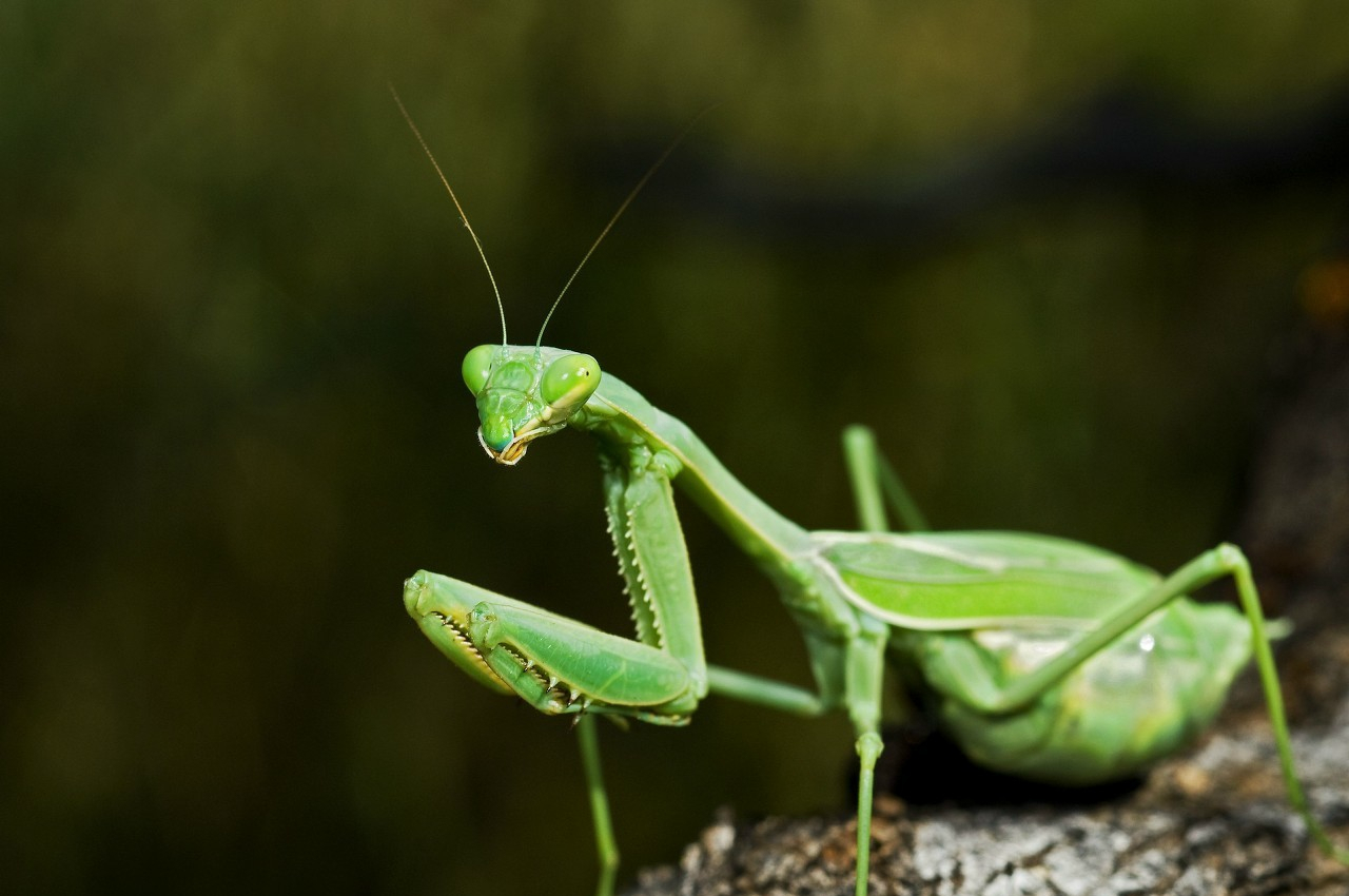 夏天乡下田地里常见的几种昆虫一个比一个有意思你都见过吗