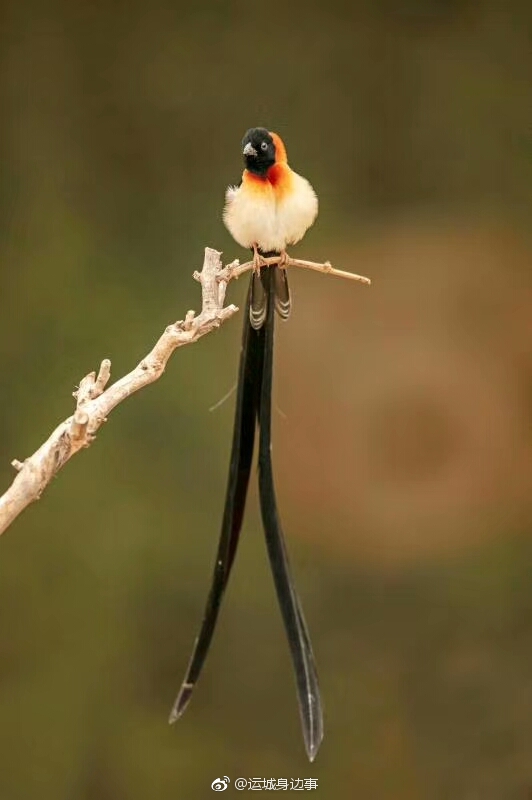 中国尾巴最长的鸟图片