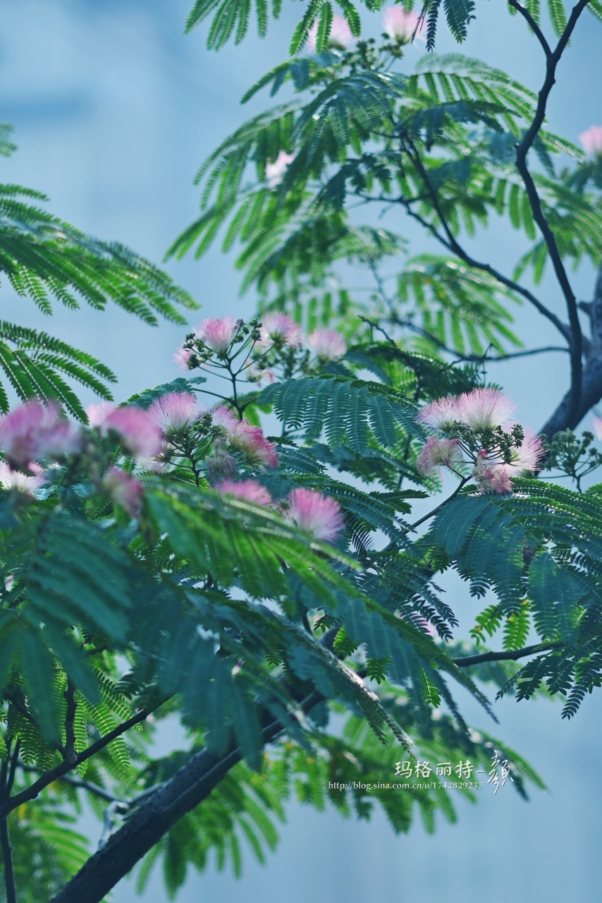 在这个温柔的凉爽的美好的九月合欢树又开花了呢你抬头仰望了吗