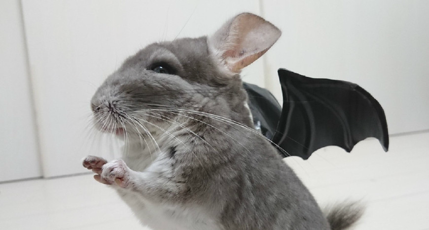 把该用的东西放在了笼子前,这些奇怪的东西首先被灰色的豚鼠发现了