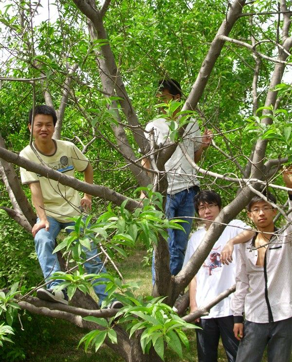 两人在树上两人在树下