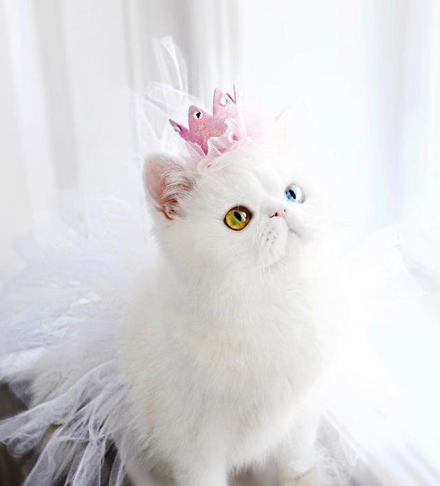 萌翻了,这只猫猫的眼睛是世界上最好看的没有之一