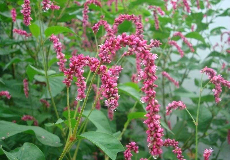 别激动,我知道你可能想到了狗尾巴草.