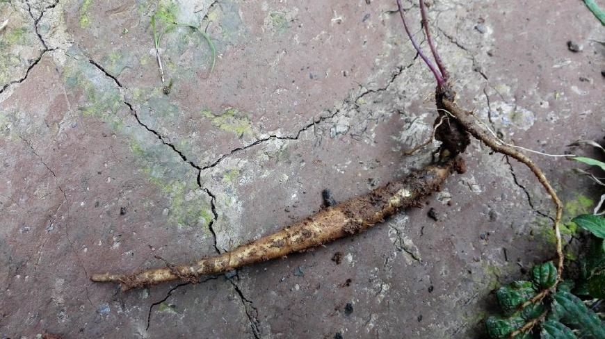 农村这种野草的根酷似人参,隔着山都能闻到香味,人称"隔山香"