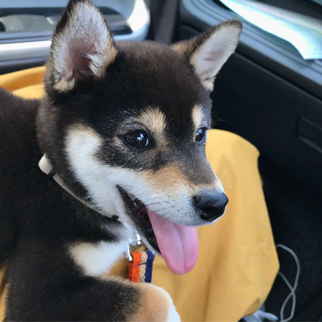 岛国小黑柴rinchan,优雅淡定,一看就是见过世面的汪