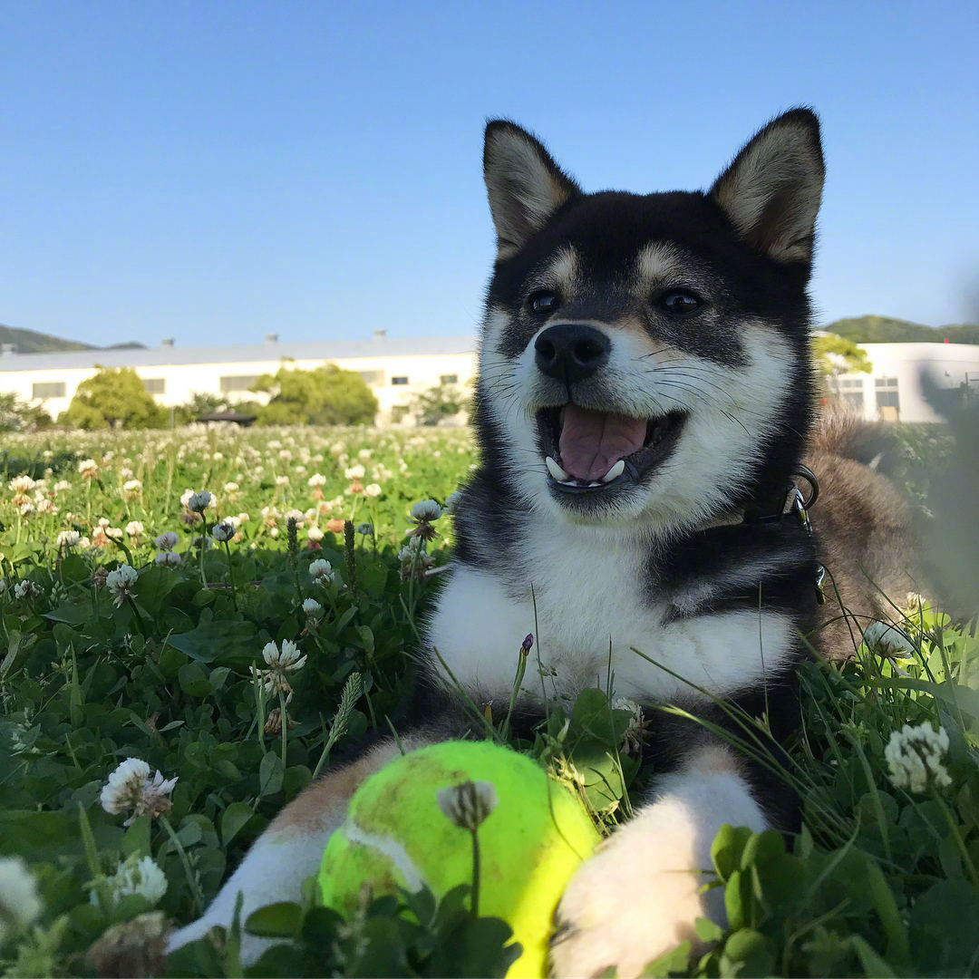 岛国小黑柴rinchan,优雅淡定,一看就是见过世面的汪