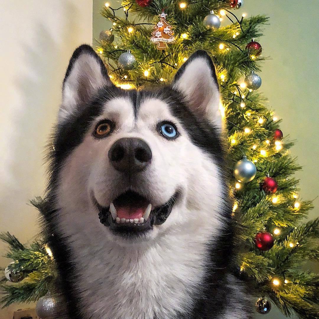 伦敦的二哈jax用行动告诉了大家,哈就算是拥有异色瞳