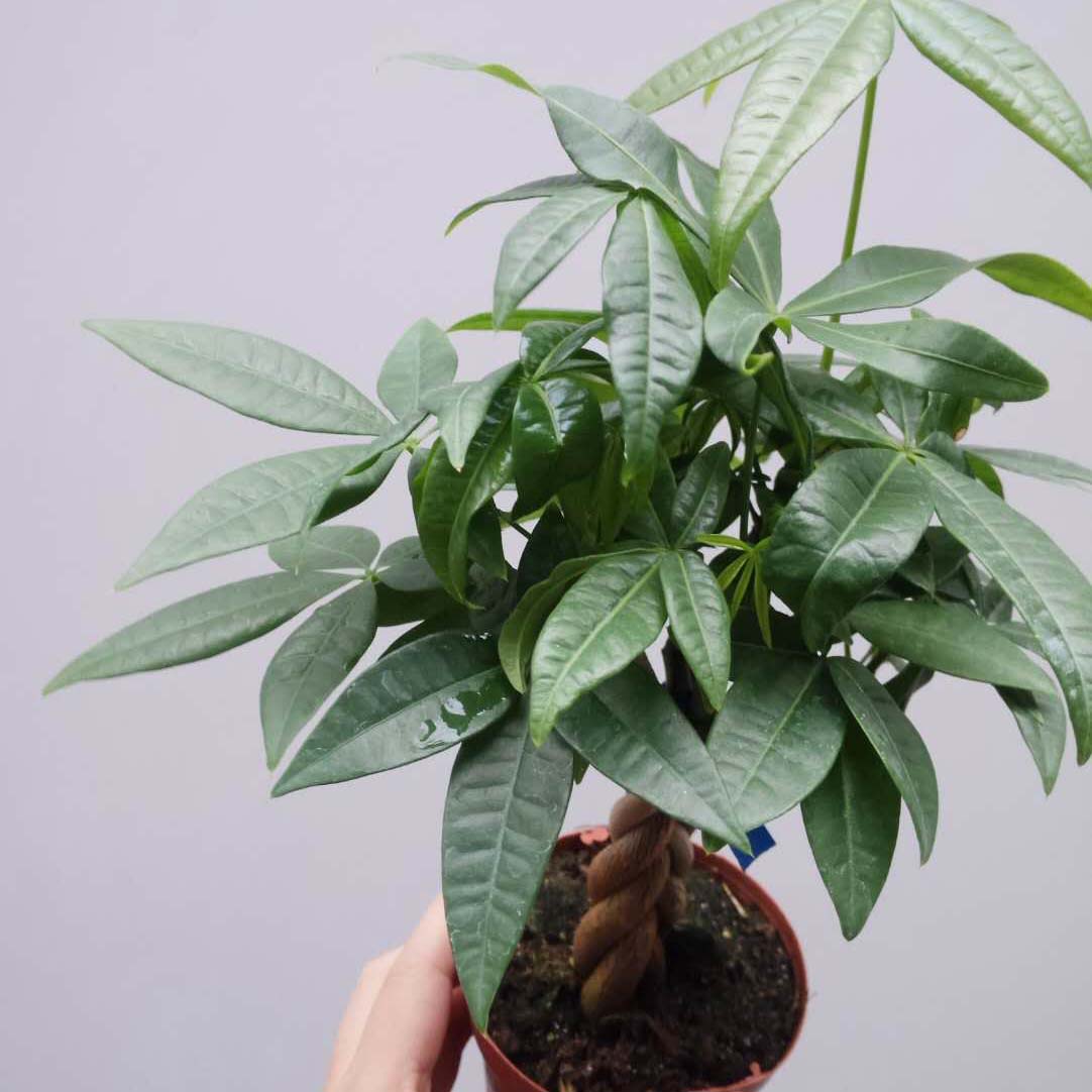 号称"养不死"的盆栽放在家里,让人身体越来越棒,几乎没人知道
