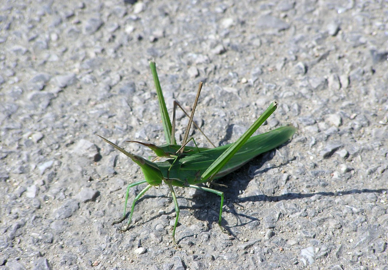 (图片来自东方ic)蚂蚱,这种是带有翅膀的,有一定的飞行能力,近几年