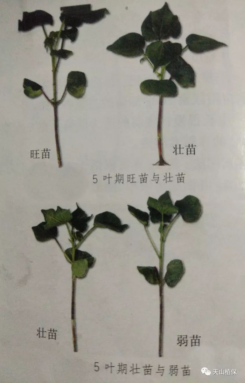 棉花4片真叶至初蕾期苗情诊断及管理技术建议