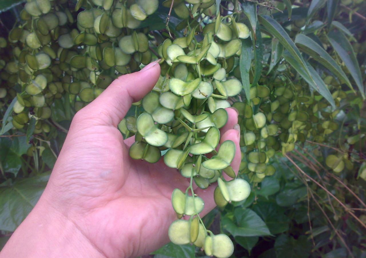 农村这种野山药,吃了能止咳祛痰,很多人却不知道它还能做避孕药