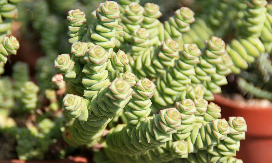 星乙女的养护技巧