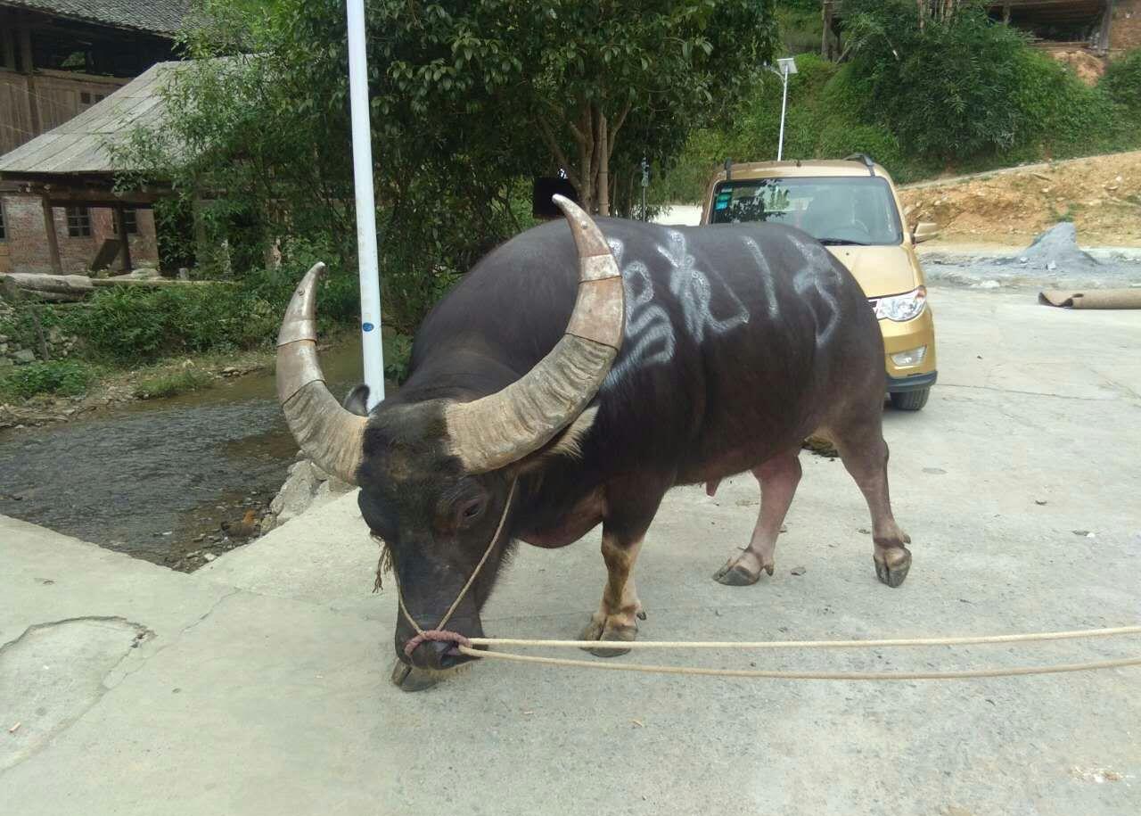 污花村牛王1号"百米飞碰"