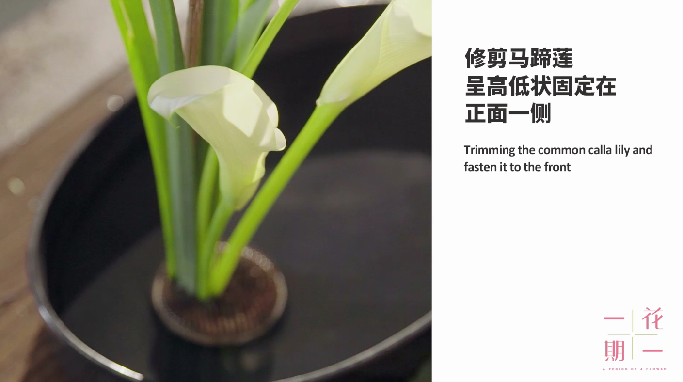 那时你为师,今时你为友,我的青春你的年华如这马蹄莲般纯白无瑕