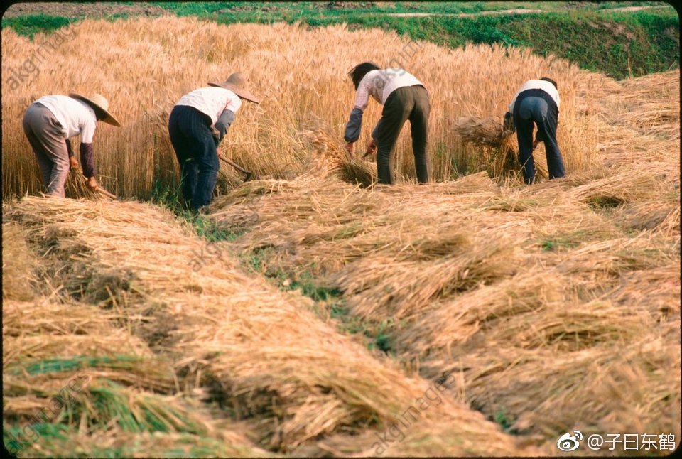 1982年苏州农村农民们在集体劳作