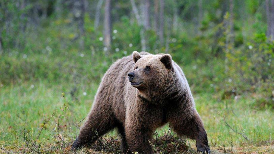 世界上唯一参军的熊除了抽烟喝酒还能抗炮弹军衔工资全都有