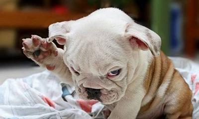 你知道大家都说狗眼看人低这个俗语有什么科学依据?