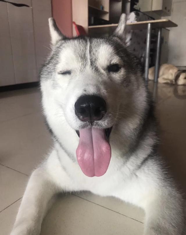 大家好,我是巴赫,眼睛小鼻子大,但是我智商高啊!