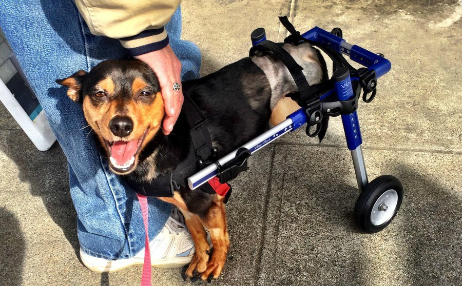 美狗狗背部中弹后肢被截喜得特制轮椅笑容治愈_新浪看点