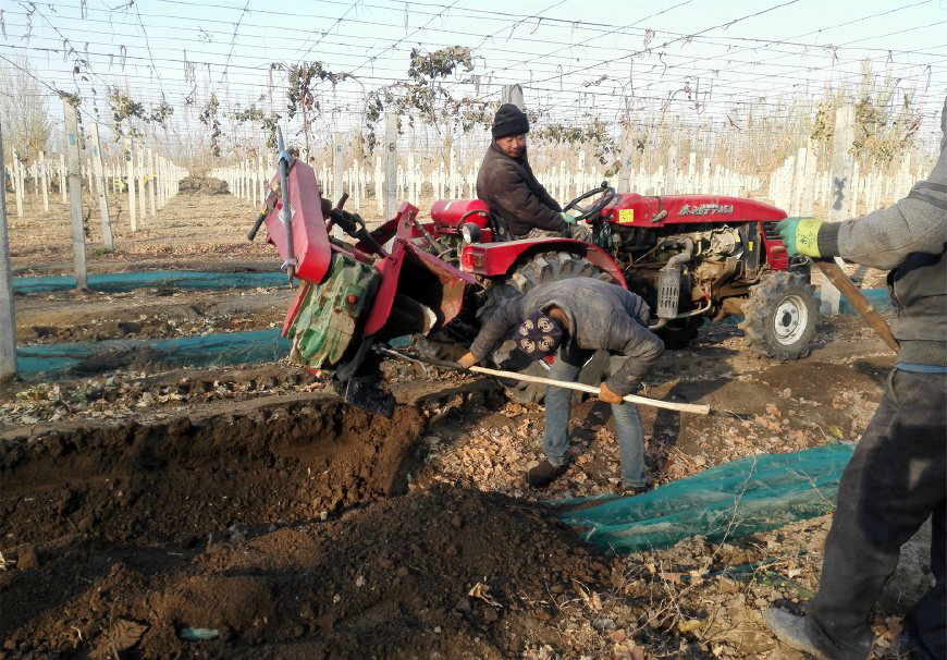 新疆埋葡萄竟然用这机器,一台机器顶上十个工人