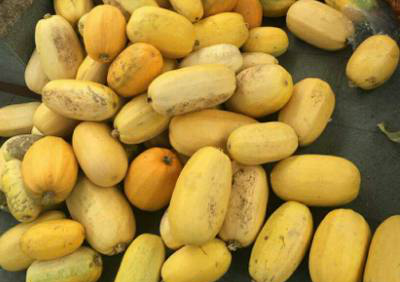 罕见的粉丝瓜,口感脆爽香甜,你见过吗