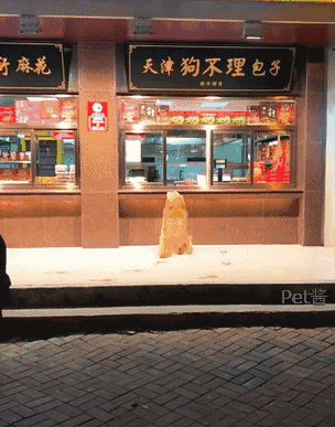 老板你这包子不是狗不理吗退钱